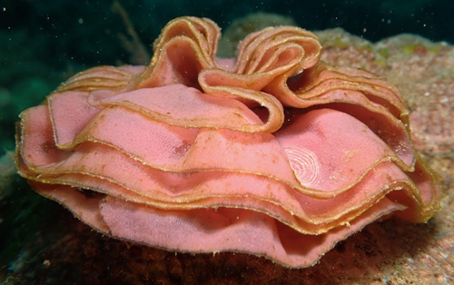 Hexabranchus sandwichensis: egg mass with algae, top