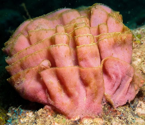 Hexabranchus sandwichensis: egg mass with algae, side