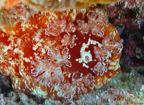 Hexabranchus sandwichensis: annal papilla, Midway