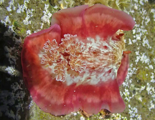 Hexabranchus sandwichensis: flared mantle