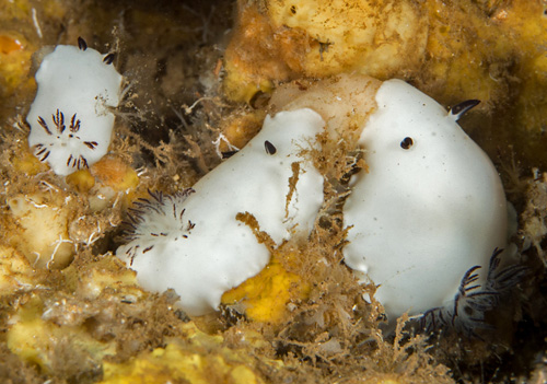 Hiatodoris fellowsi: trio on food sponge