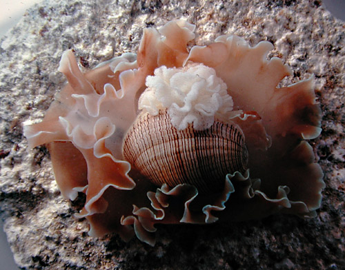 Hydatina physis: laying eggs