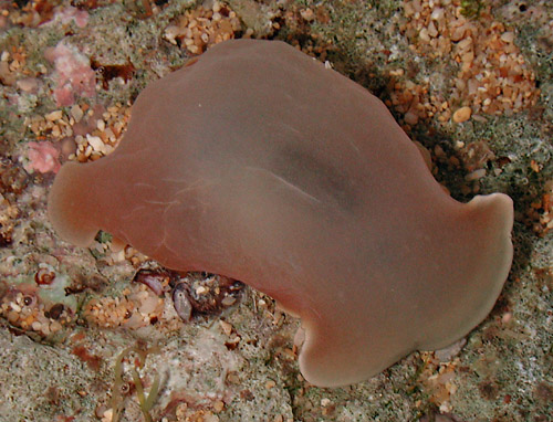 Hydatina physis: underside