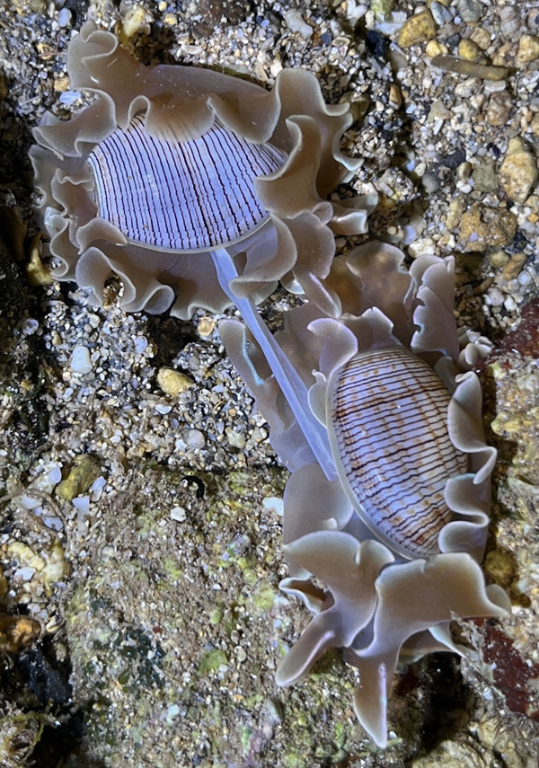 Hydatina physis: mating