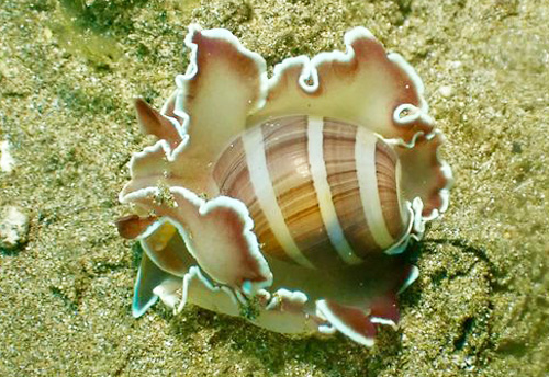 Hydatina zonata