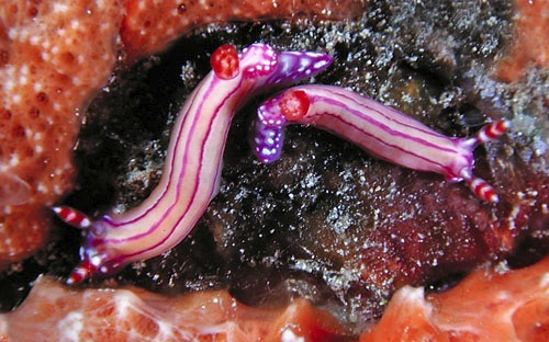 Hypselodoris alboterminata