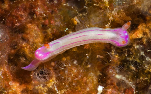 Hypselodoris alboterminata: young