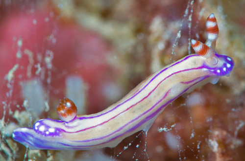 Hypselodoris alboterminata: side