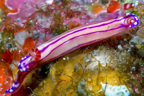 Hypselodoris alboterminata: pale marks