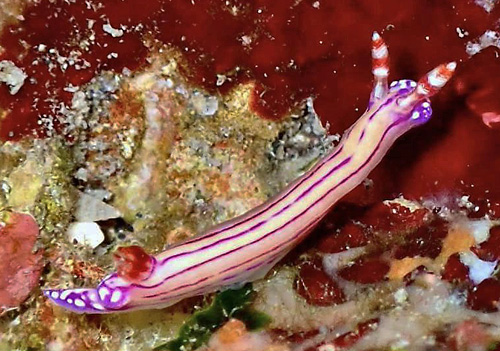 Hypselodoris alboterminata: interrupted lines