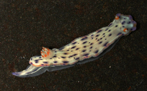 Hypselodoris bertschi