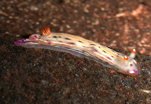 Hypselodoris bertschi: side