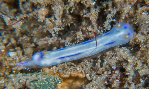 Hypselodoris bertschi: young