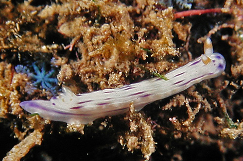 Hypselodoris bertschi: young (slightly older)