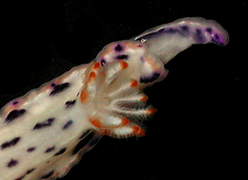 Hypselodoris bertschi: branchia