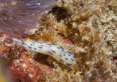 Hypselodoris bertschi: feeding