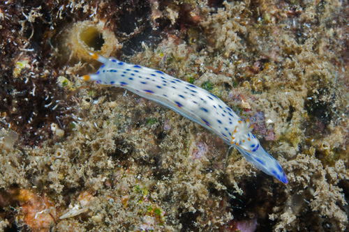 Hypselodoris bertschi: feeding?