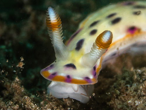 Hypselodoris bertschi: rhinophores