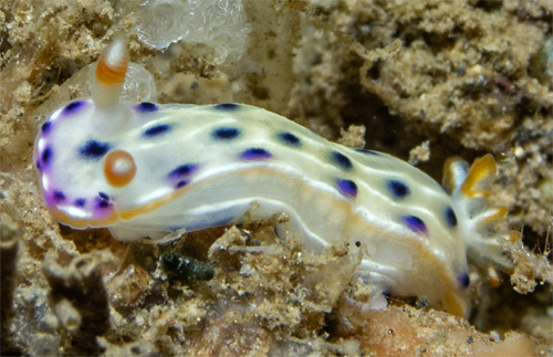 Hypselodoris bertschi: young, more oval spots