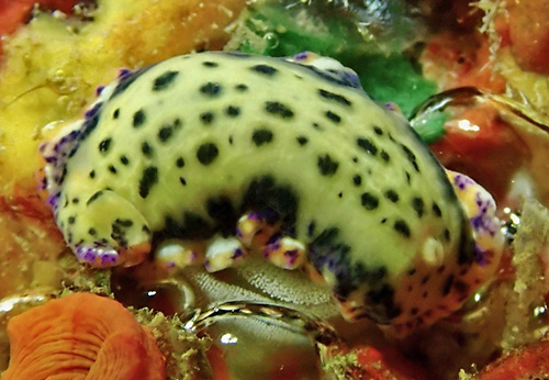 Hypselodoris bertschi: laying eggs