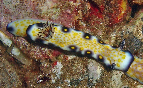 Hypselodoris imperialis