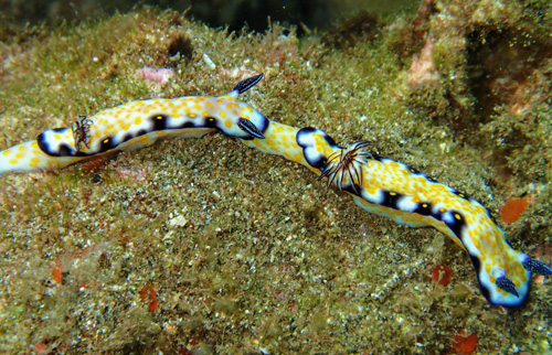 Hypselodoris imperialis: trailing