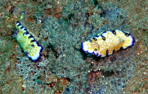 Hypselodoris imperialis: feeding