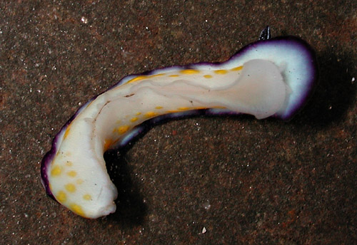 Hypselodoris imperialis: underside