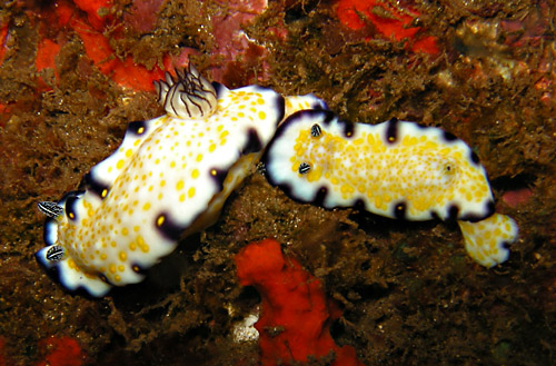 Hypselodoris imperialis: paired variations