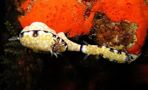 Hypselodoris imperialis: paired variations