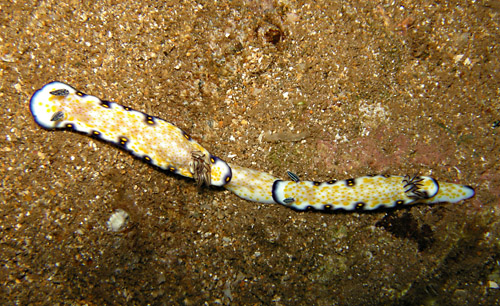 Hypselodoris imperialis: paired variations