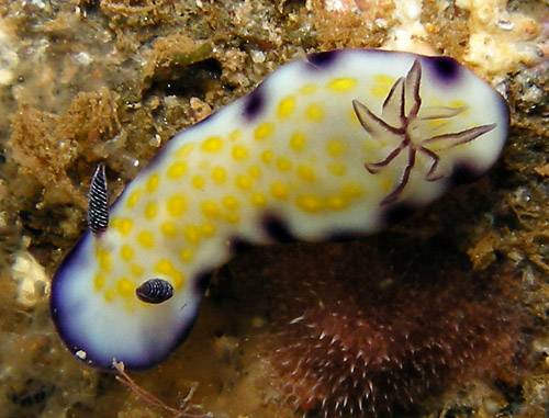 Hypselodoris imperialis: young