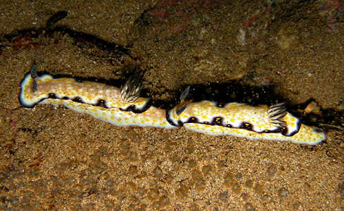 Hypselodoris imperialis: trailing, side