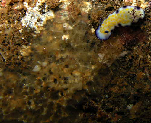 Hypselodoris imperialis: young animal, feeding