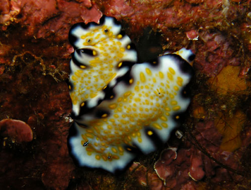 Hypselodoris imperialis: resting