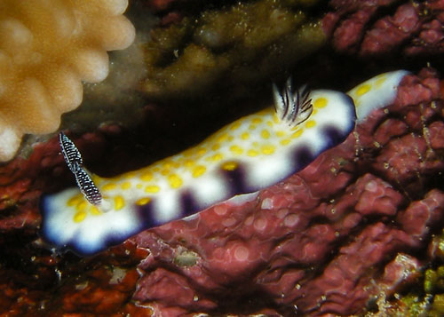 Hypselodoris imperialis: side, front