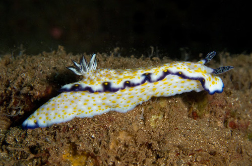 Hypselodoris imperialis: side