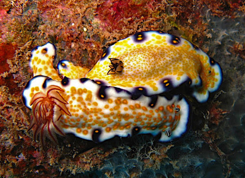 Hypselodoris imperialis: feeding