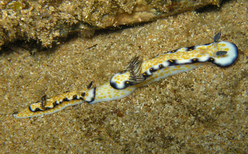 Hypselodoris imperialis: trailing, size disparity