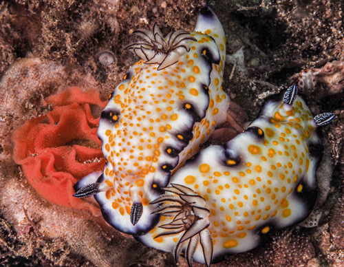 Hypselodoris imperialis: pair just finishing laying eggs