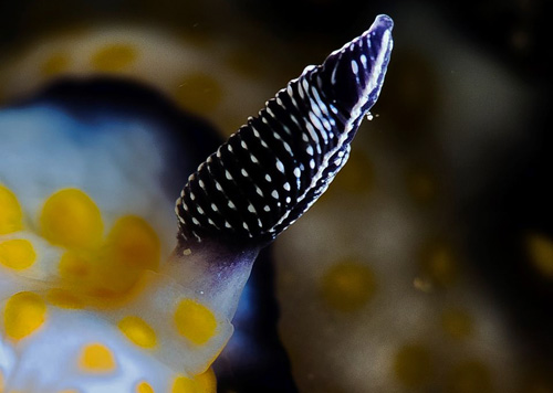 Hypselodoris imperialis: rhinophore