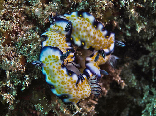 Hypselodoris imperialis: closed circle