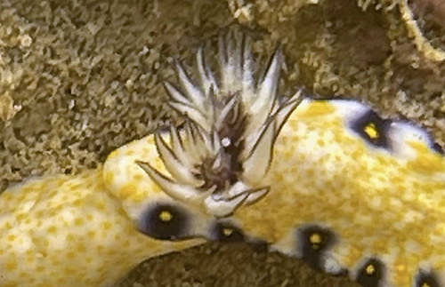 Hypselodoris imperialis: double branchial spirals