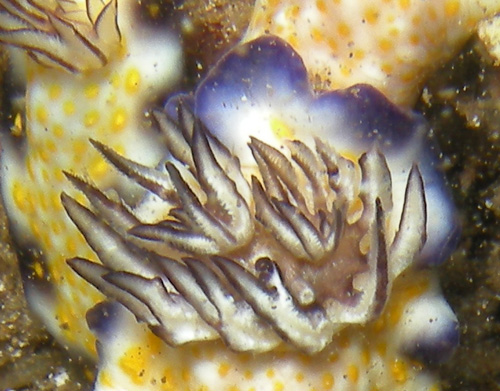 Hypselodoris imperialis: double branchial spirals, 2nd animal