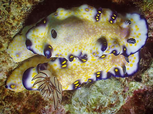 Hypselodoris imperialis: fully retracted gills