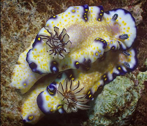 Hypselodoris imperialis: gills extended