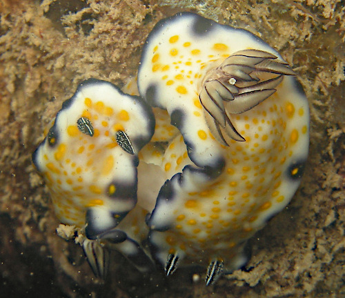 Hypselodoris imperialis: mating