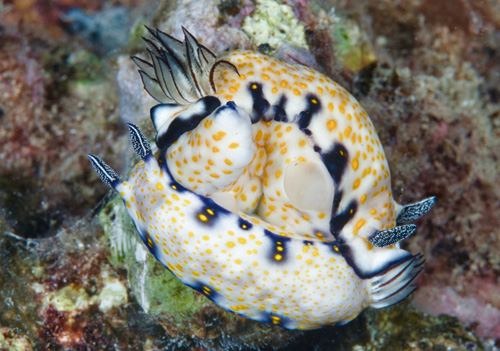 Hypselodoris imperialis: pre or post mating