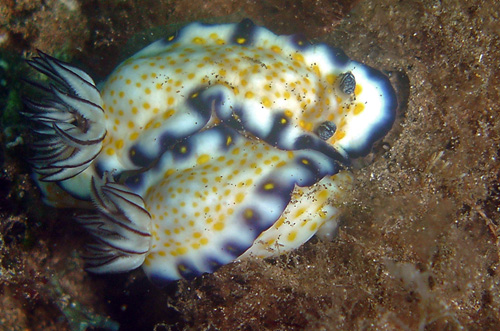 Hypselodoris imperialis: feeding