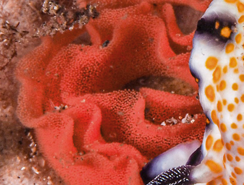 Hypselodoris imperialis: eggs, detail